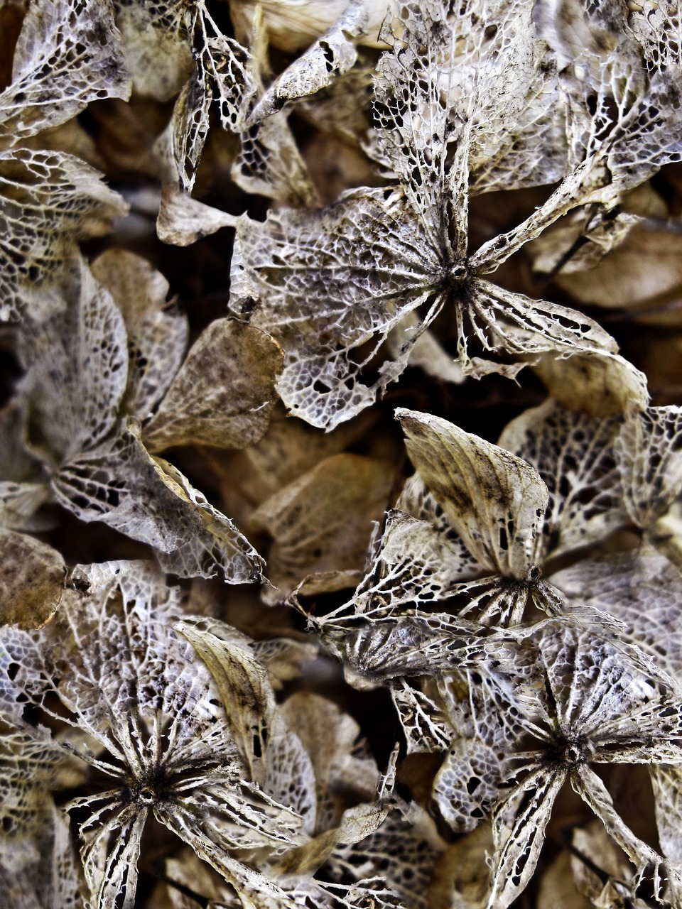 dried hydrangeas background texture free photo