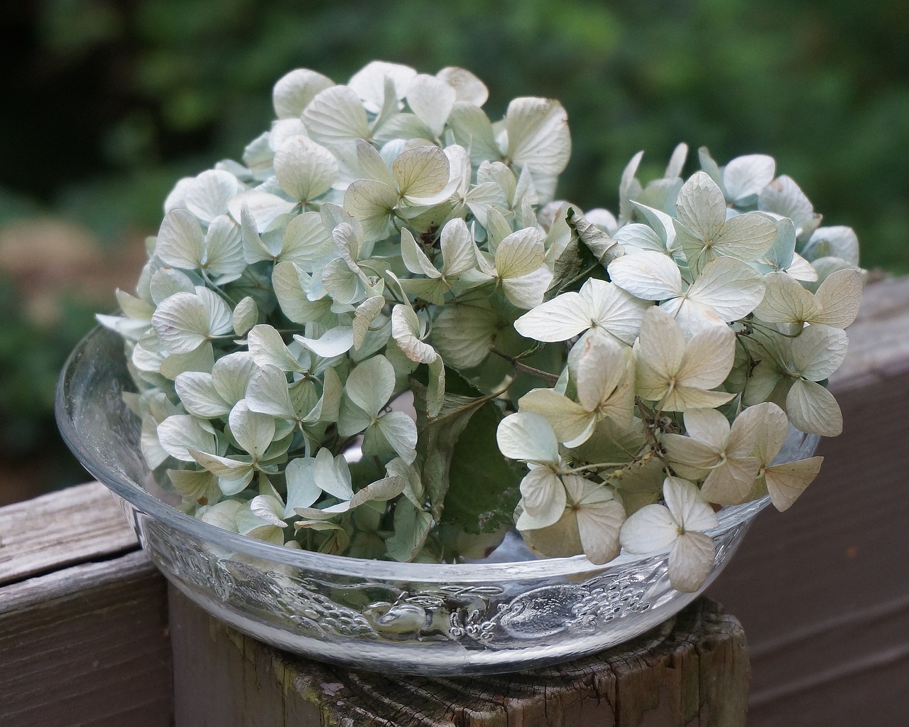 dried hydrangeas in glass bowl dried hydrangea flowers flowers free photo