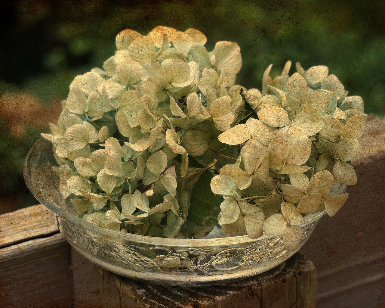 dried hydrangeas in glass bowl dried hydrangea flowers graphic free photo