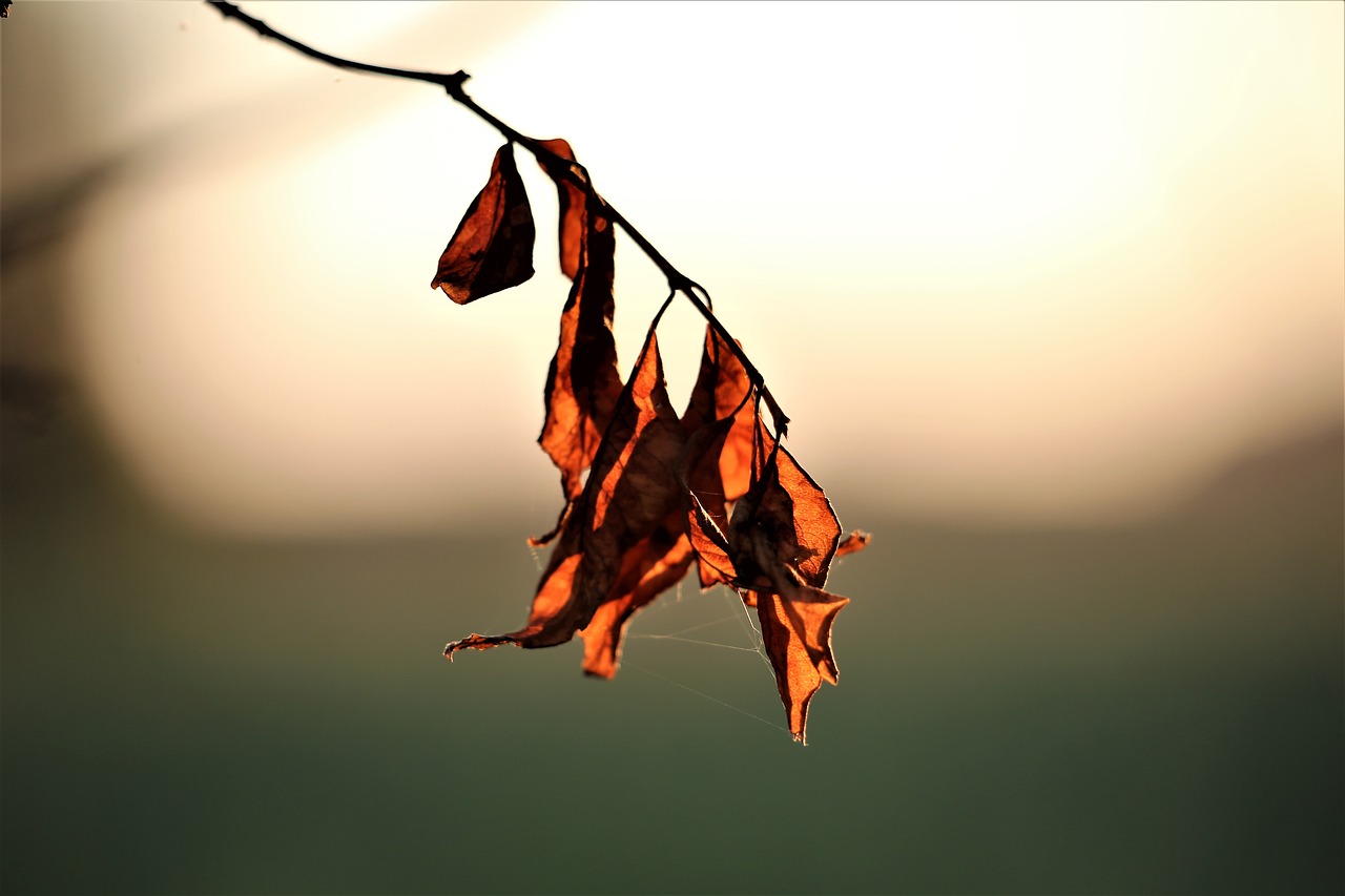 dried leaves evening nature free photo