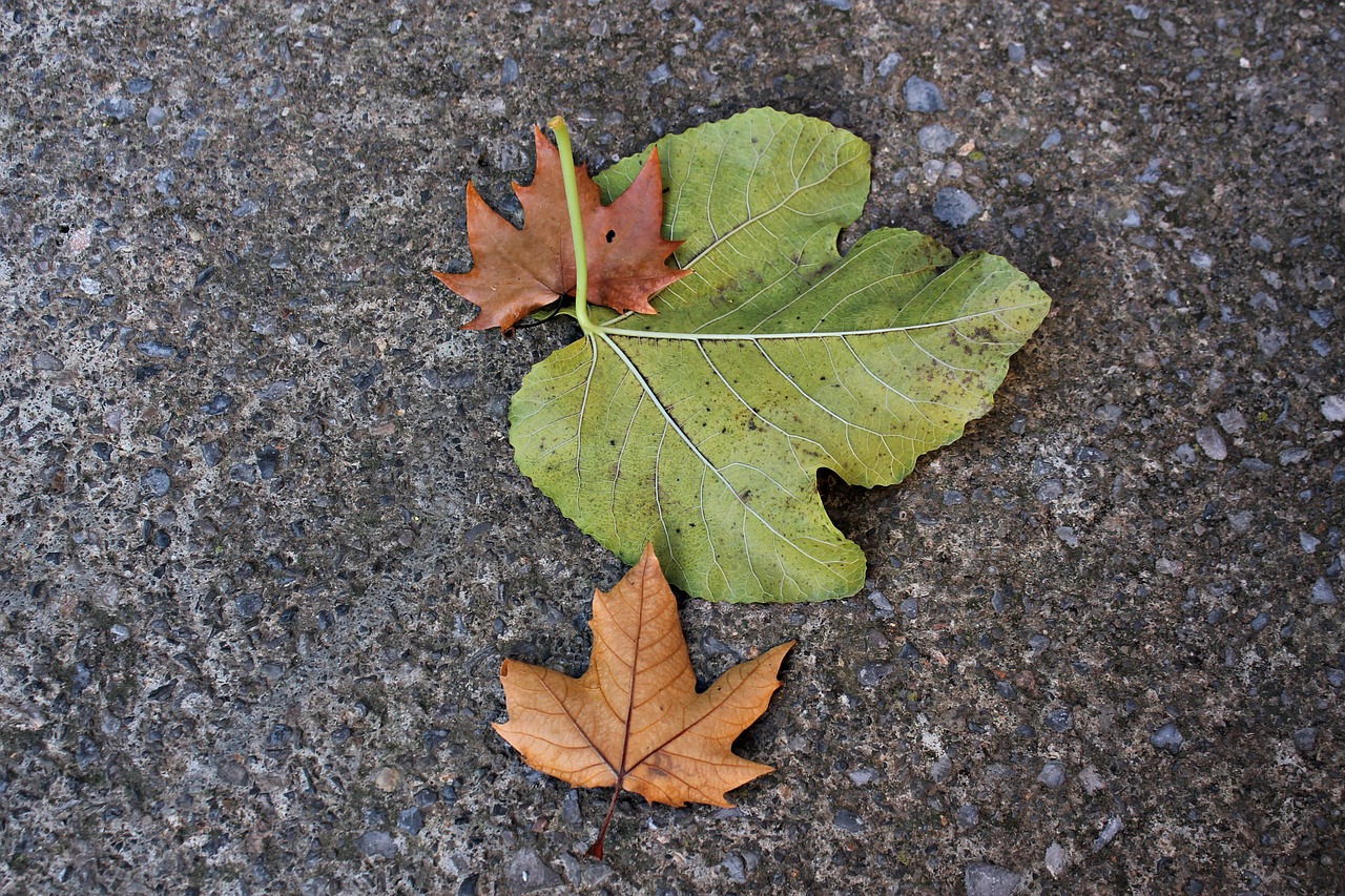 dried leaves leaves on the ground autumn free photo