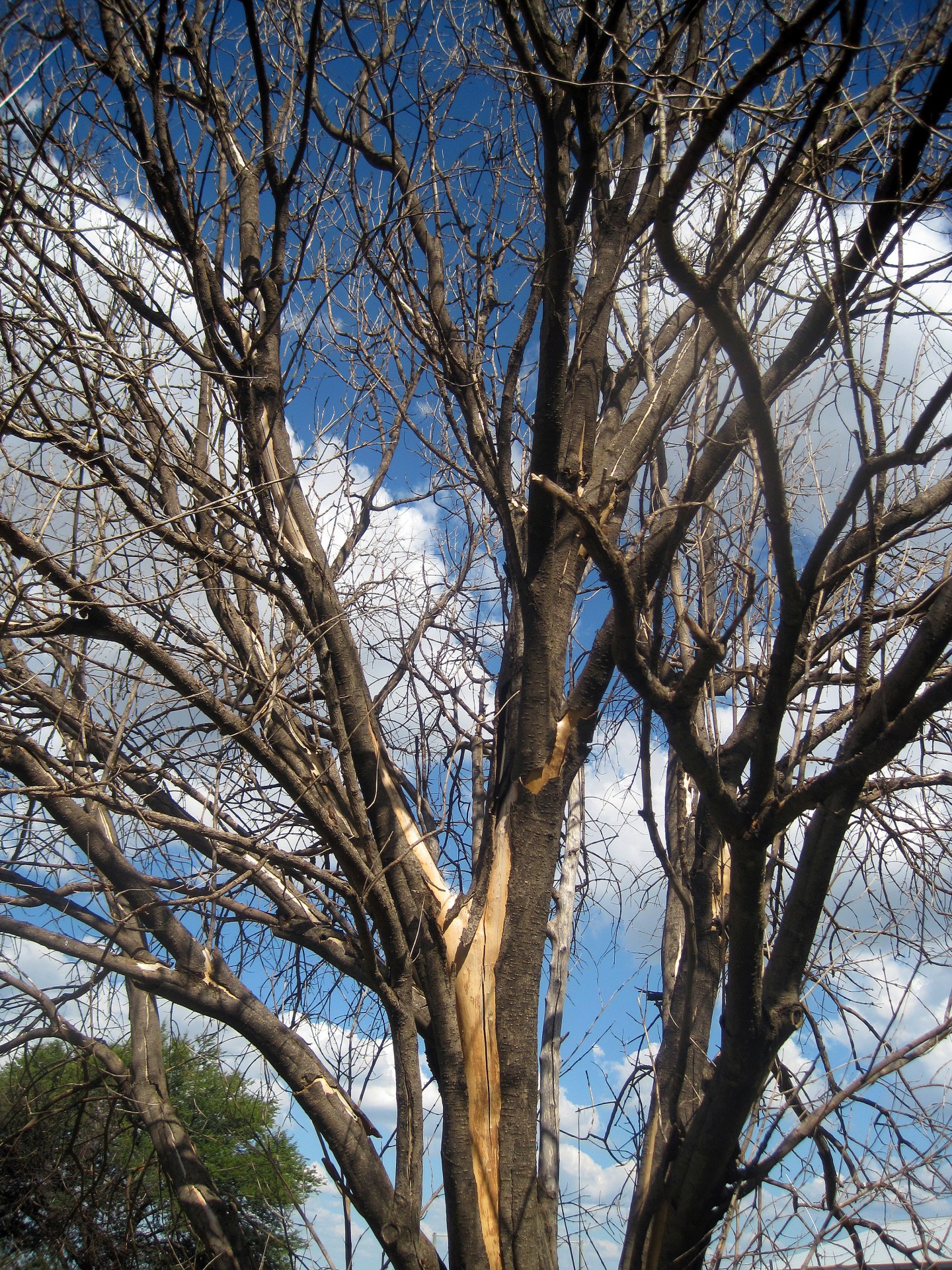 tree dead dry free photo