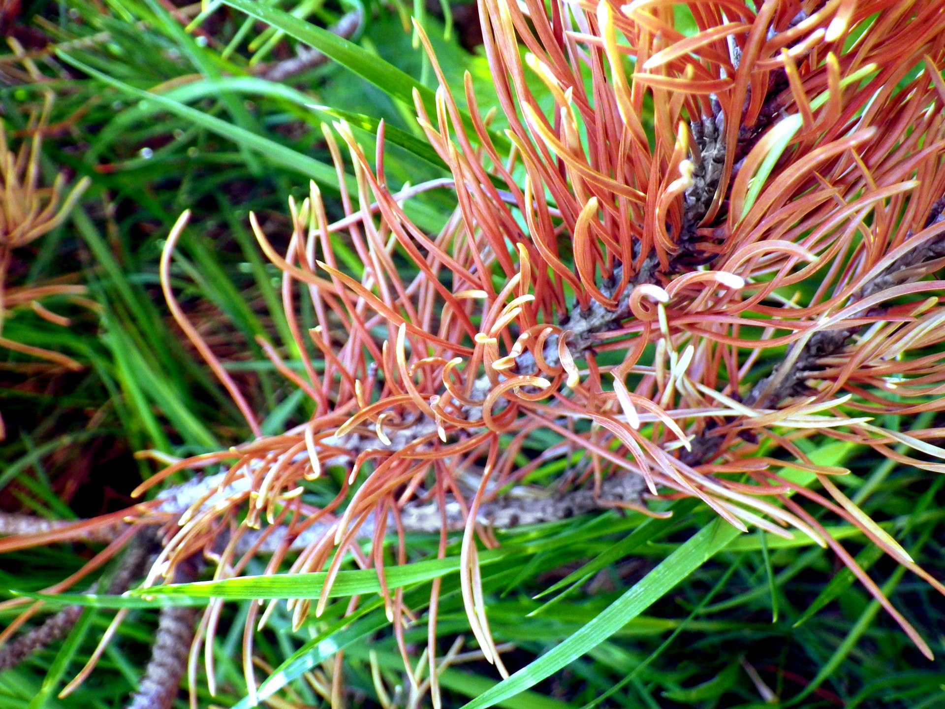 photo moment dried pine thorns free photo