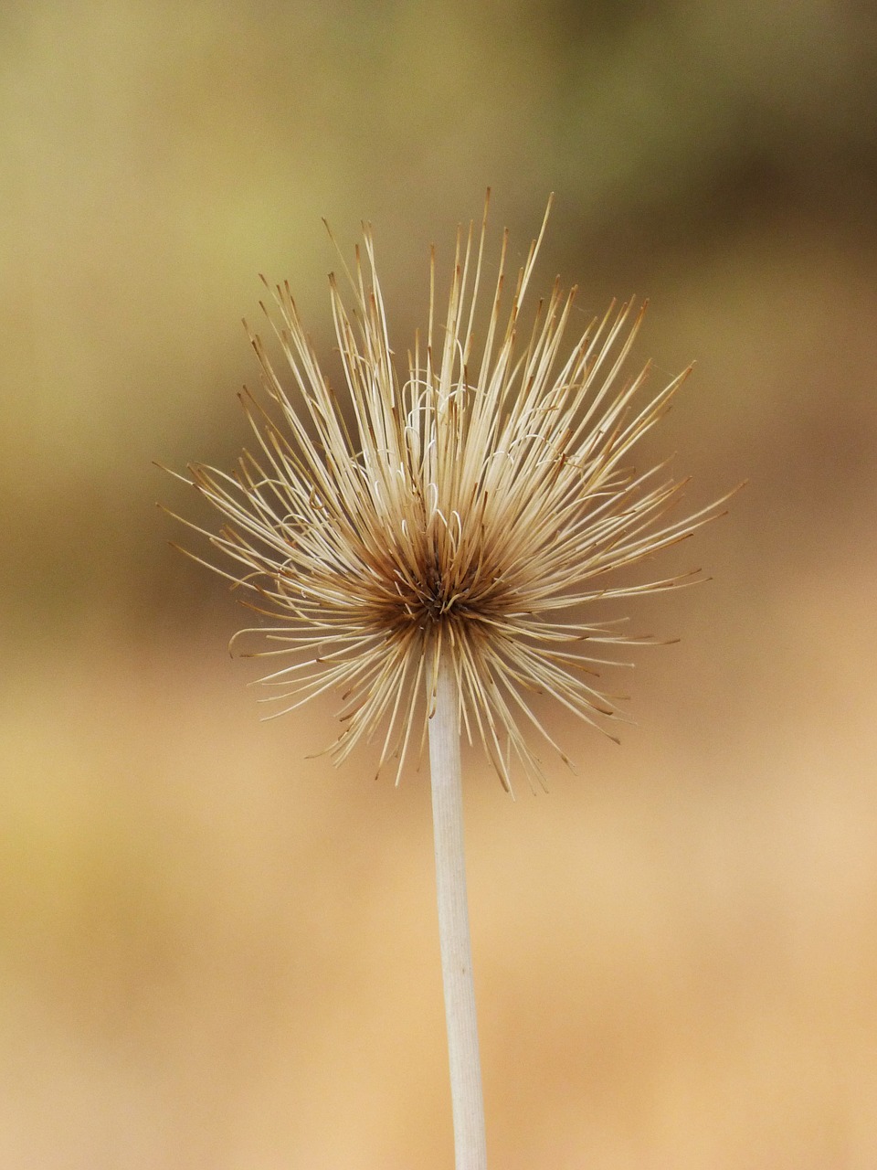 dried plant detail decoration free photo