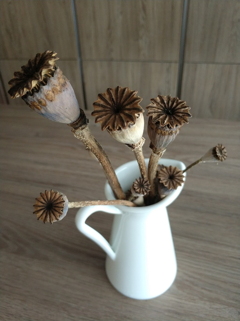 dried poppy flowers vase poppy free photo