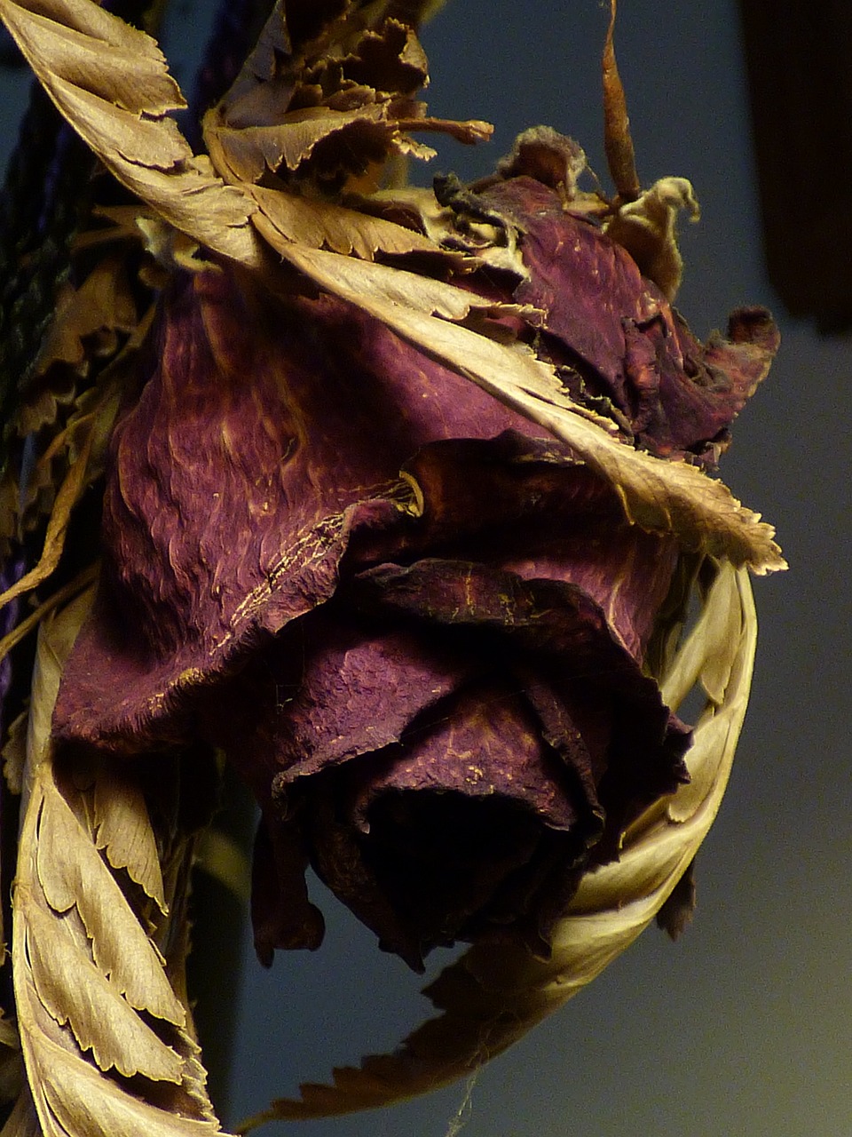 dried rose rose dry free photo