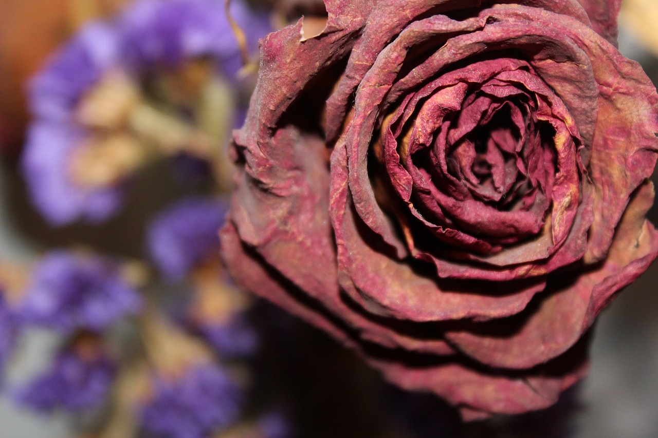 dried rose floral flower free photo