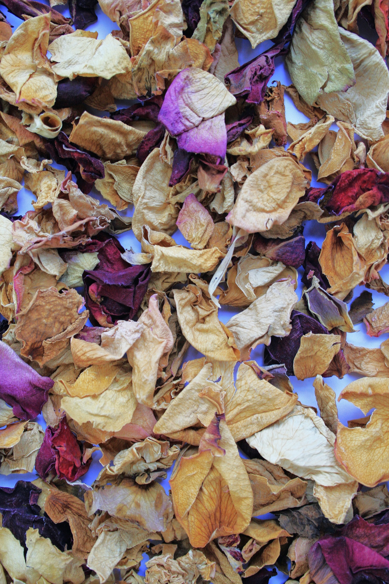 flowers petals dried free photo