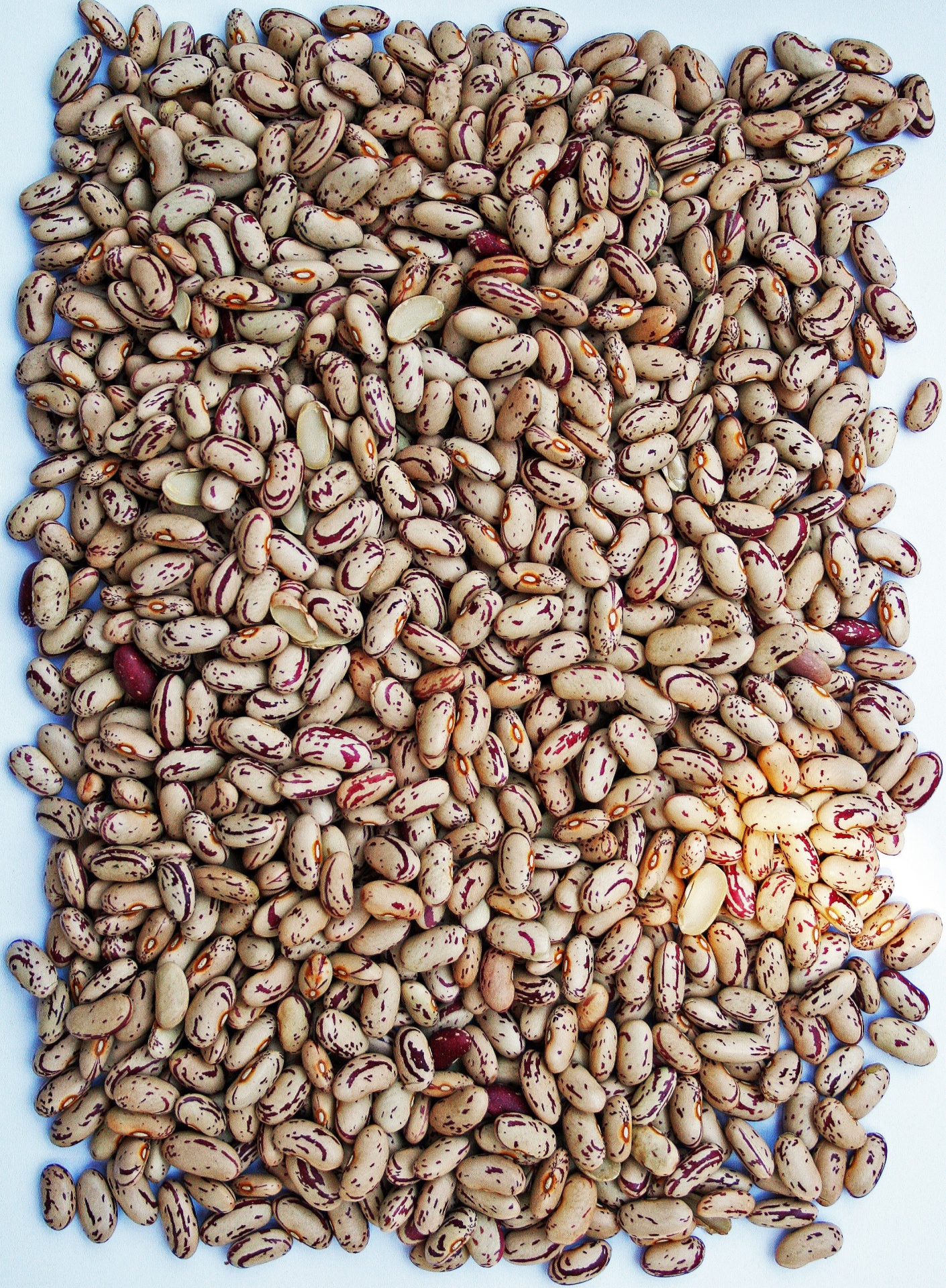 beans pink sugar free photo