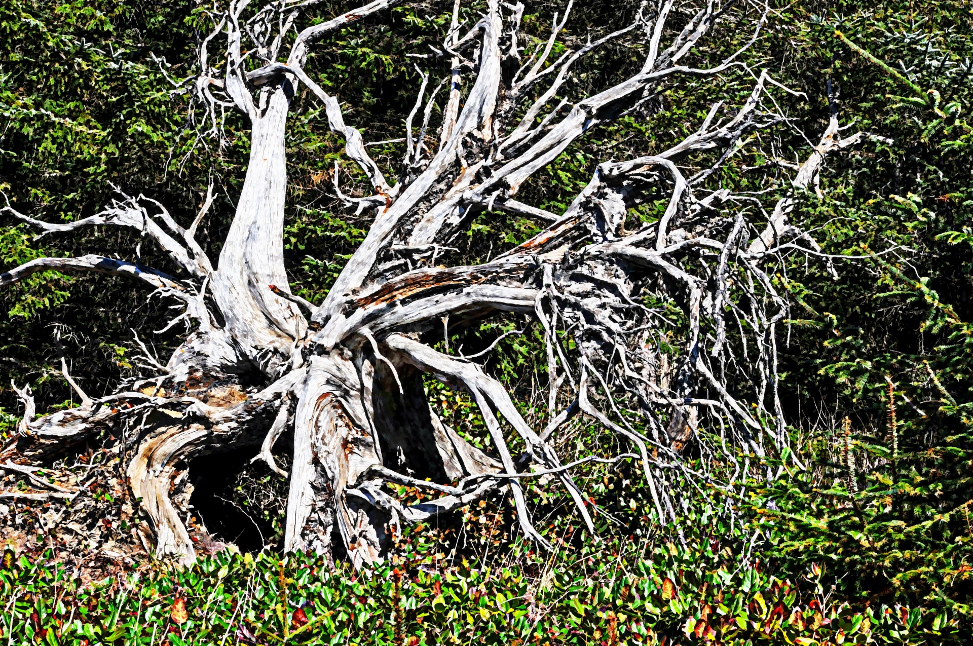 tree trees bare free photo