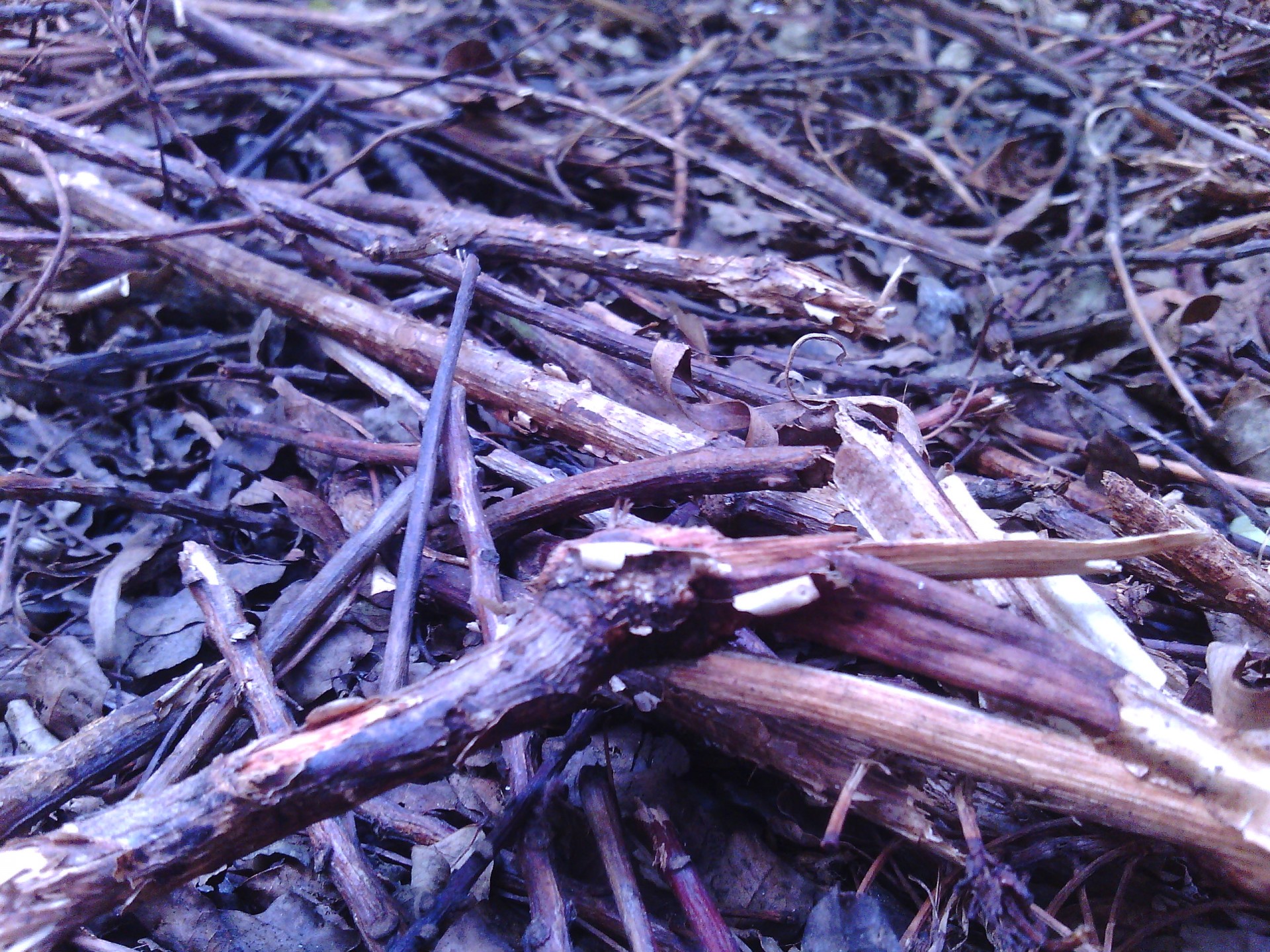 twigs sticks compost free photo