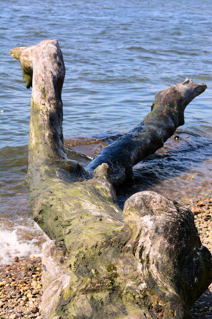 drift wood water free photo