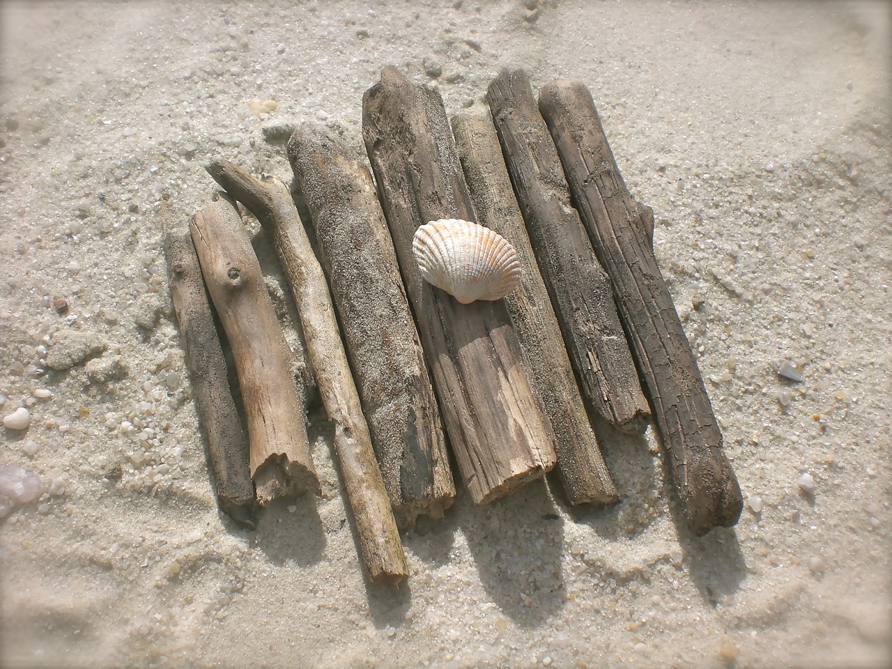 drift wood flotsam mussels free photo