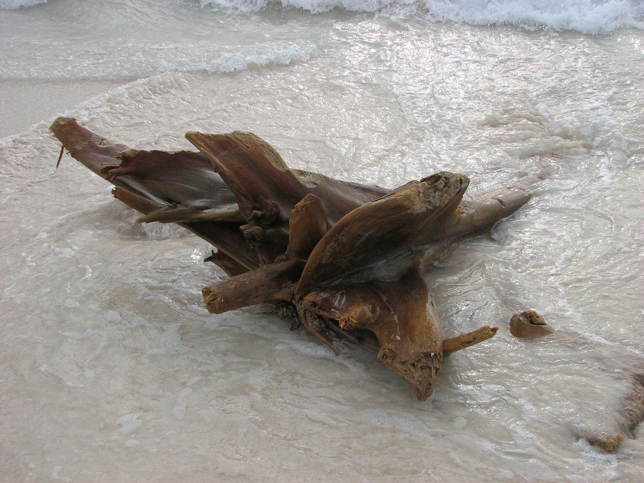 drift wood beach sand free photo