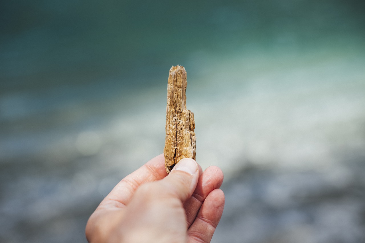 drift wood  wood  beach free photo