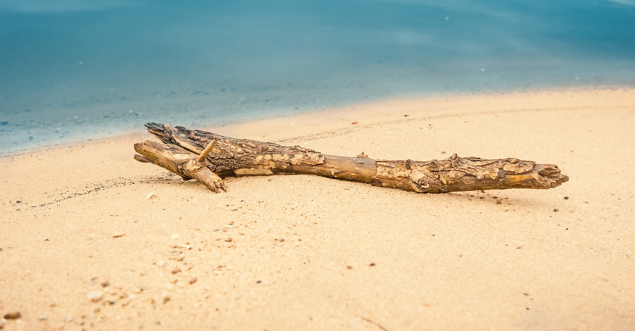 drift wood flotsam beach free photo