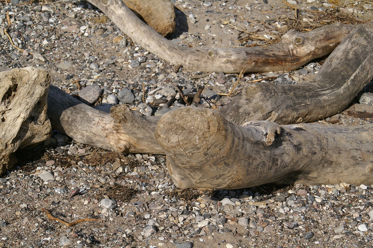 drift wood driftwood wood free photo