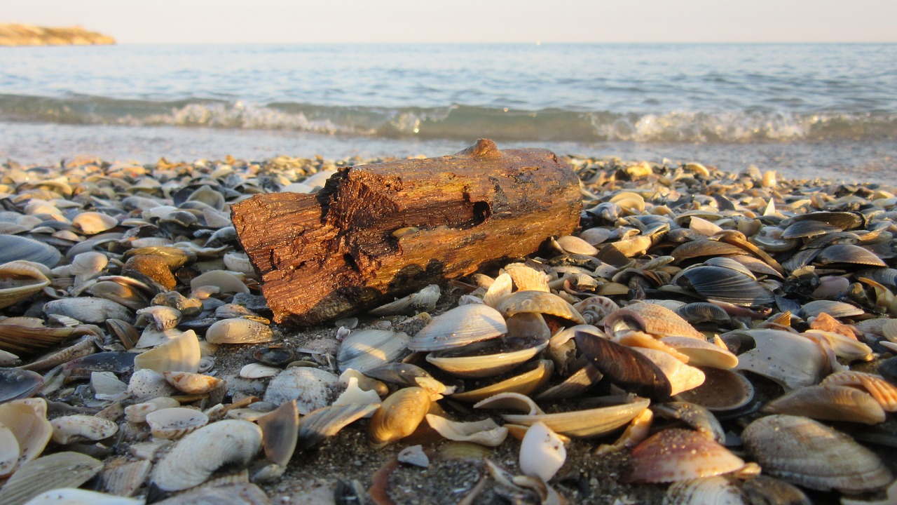 drift wood sand mussels free photo