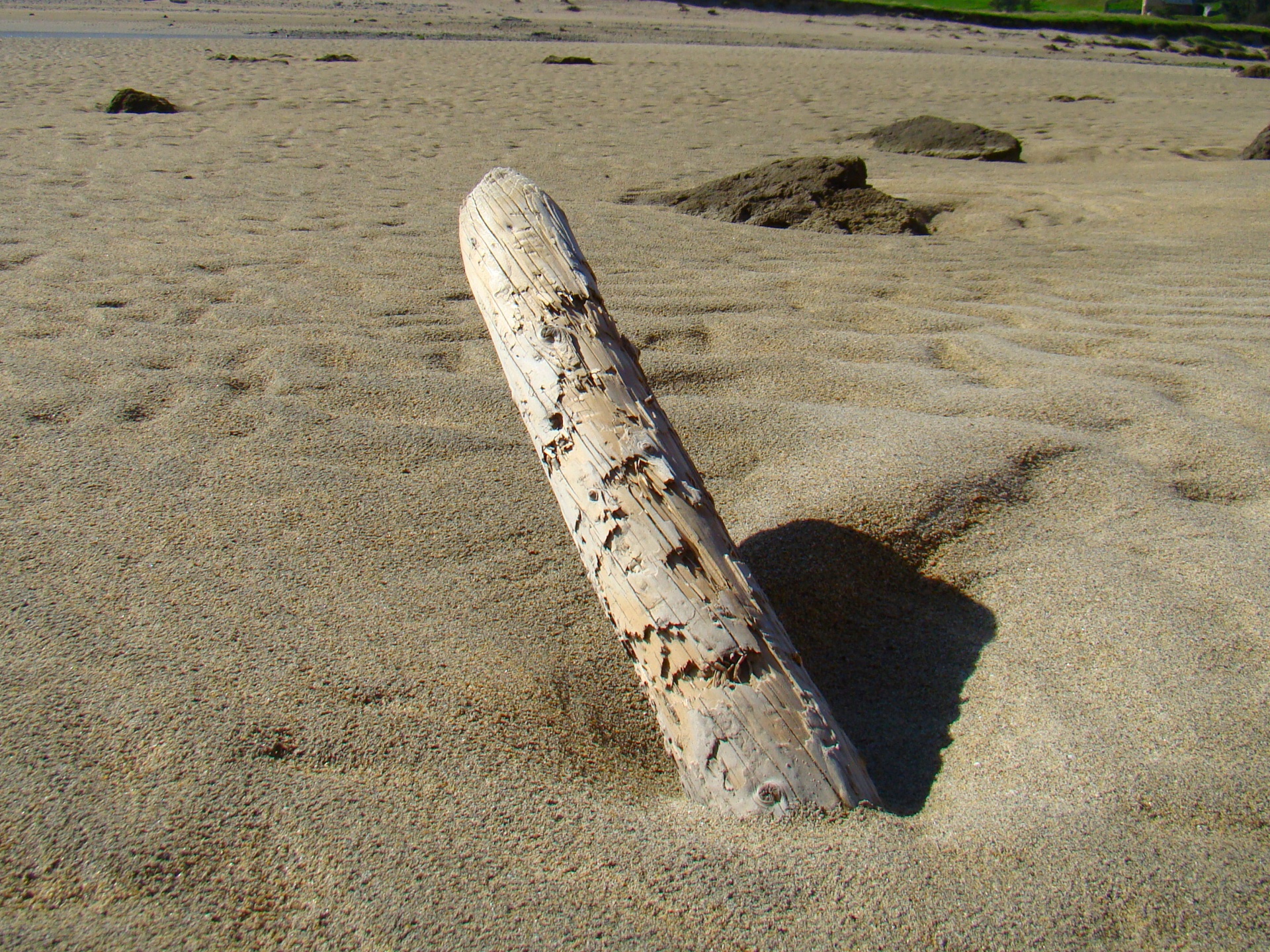 drift wood beach sand free photo