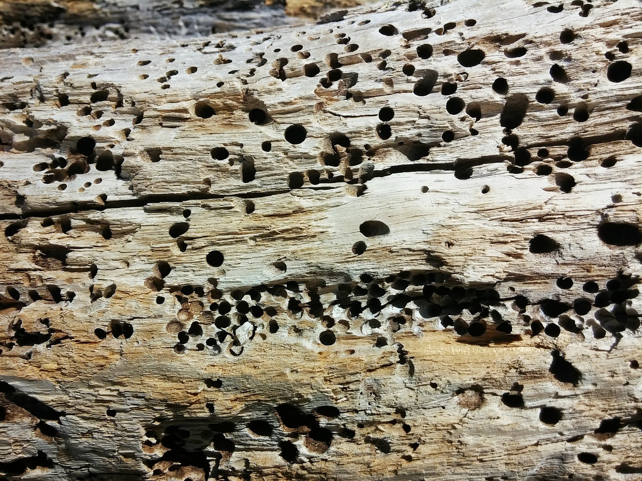 driftwood wood beach free photo