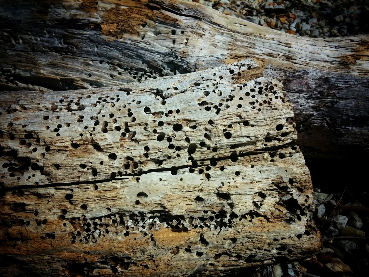 driftwood wood beach free photo