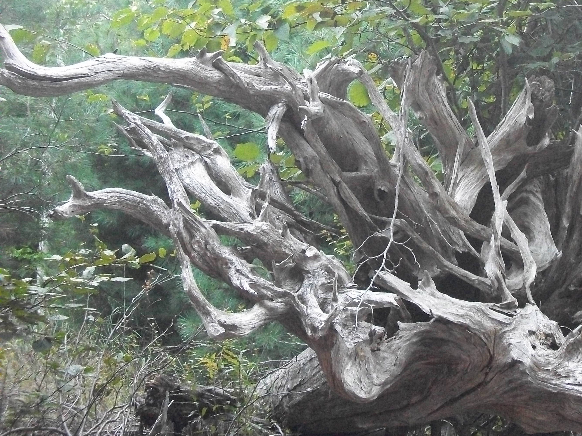 driftwood tree trees free photo