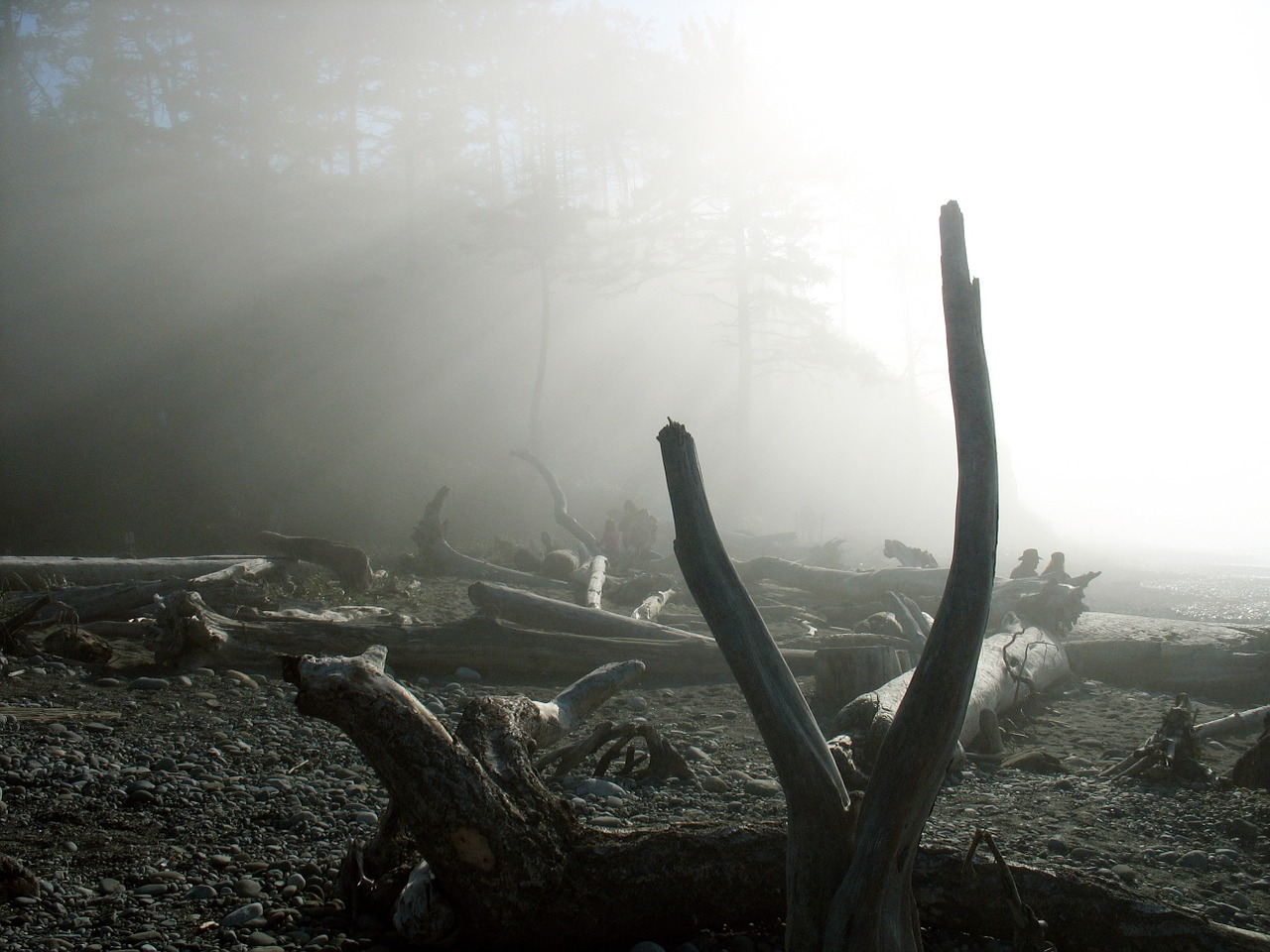 driftwood beach fog free photo
