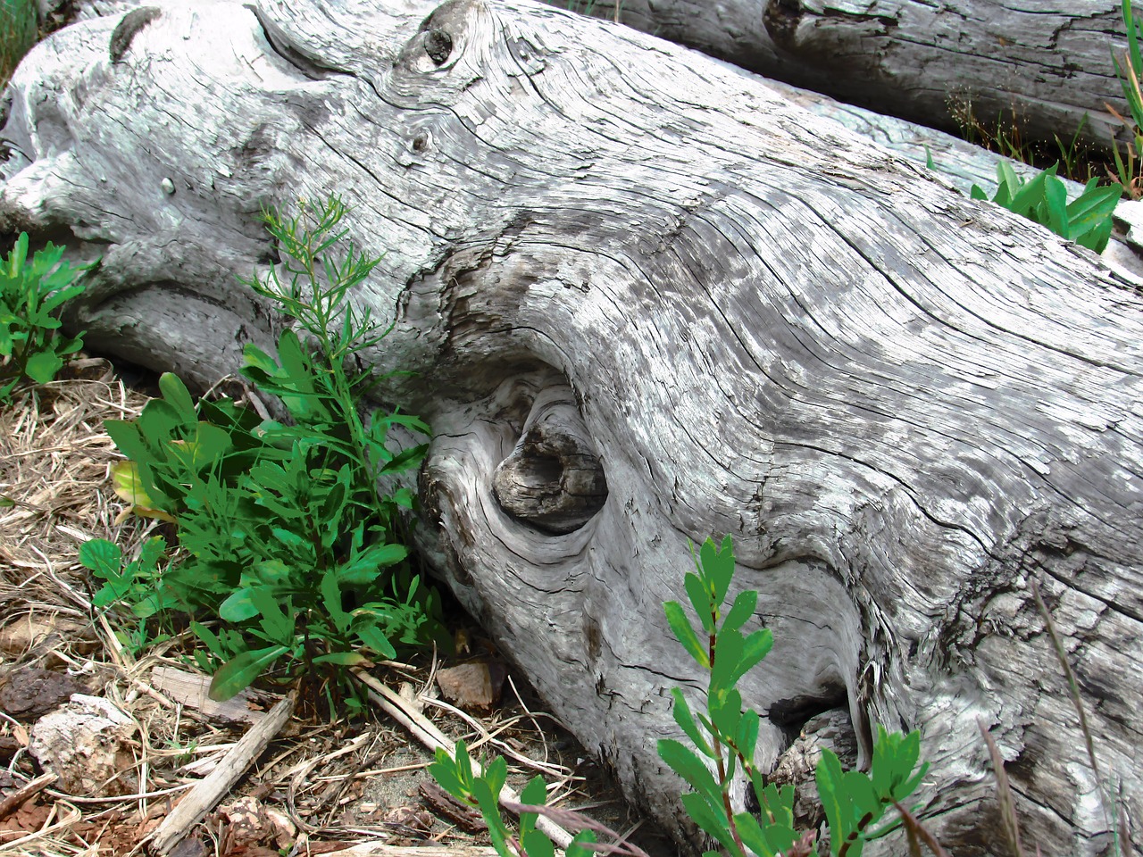 driftwood coast tree free photo