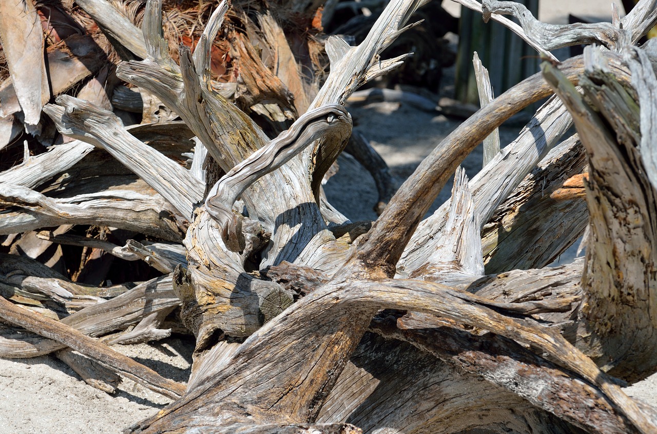 driftwood beach background free photo