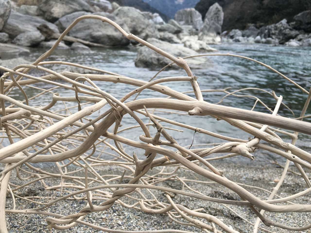 driftwood river dry riverbed free photo