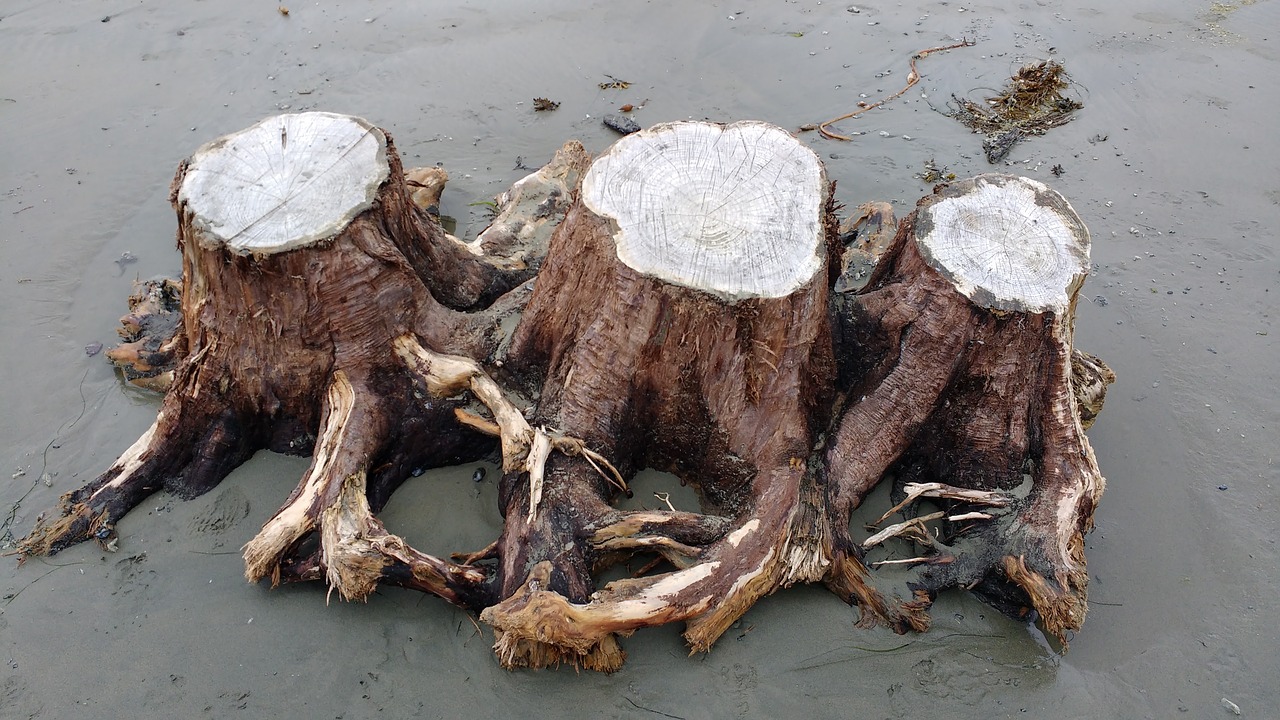 driftwood stump tree stump free photo