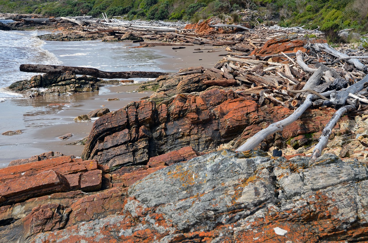 driftwood tasmania coast free photo