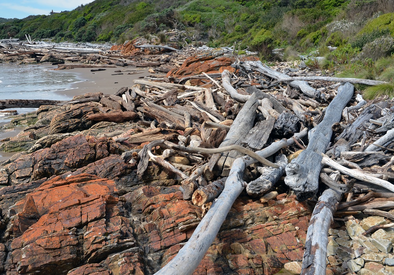 driftwood tasmania ocean free photo