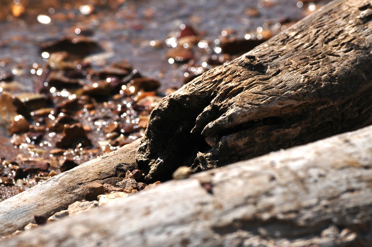 driftwood log water free photo