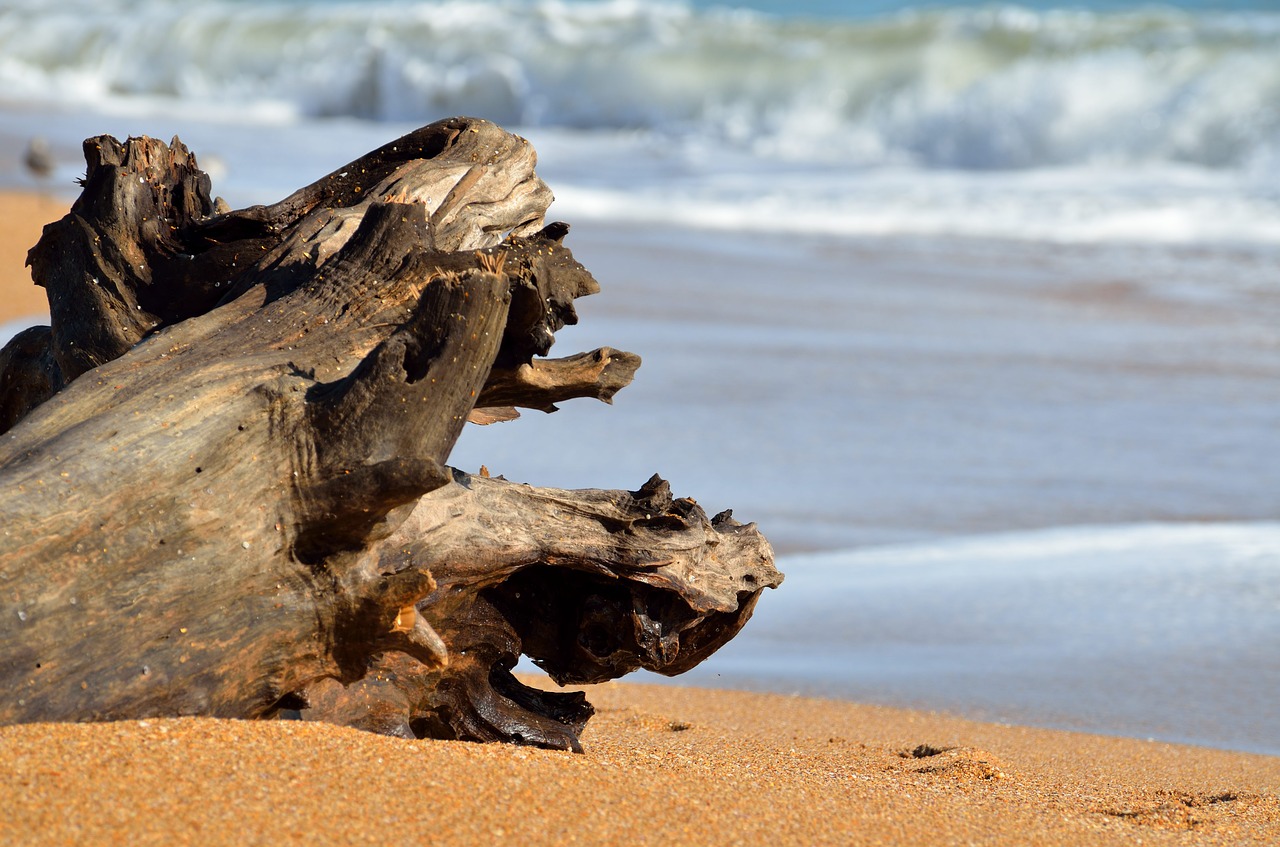 driftwood beach ocean free photo