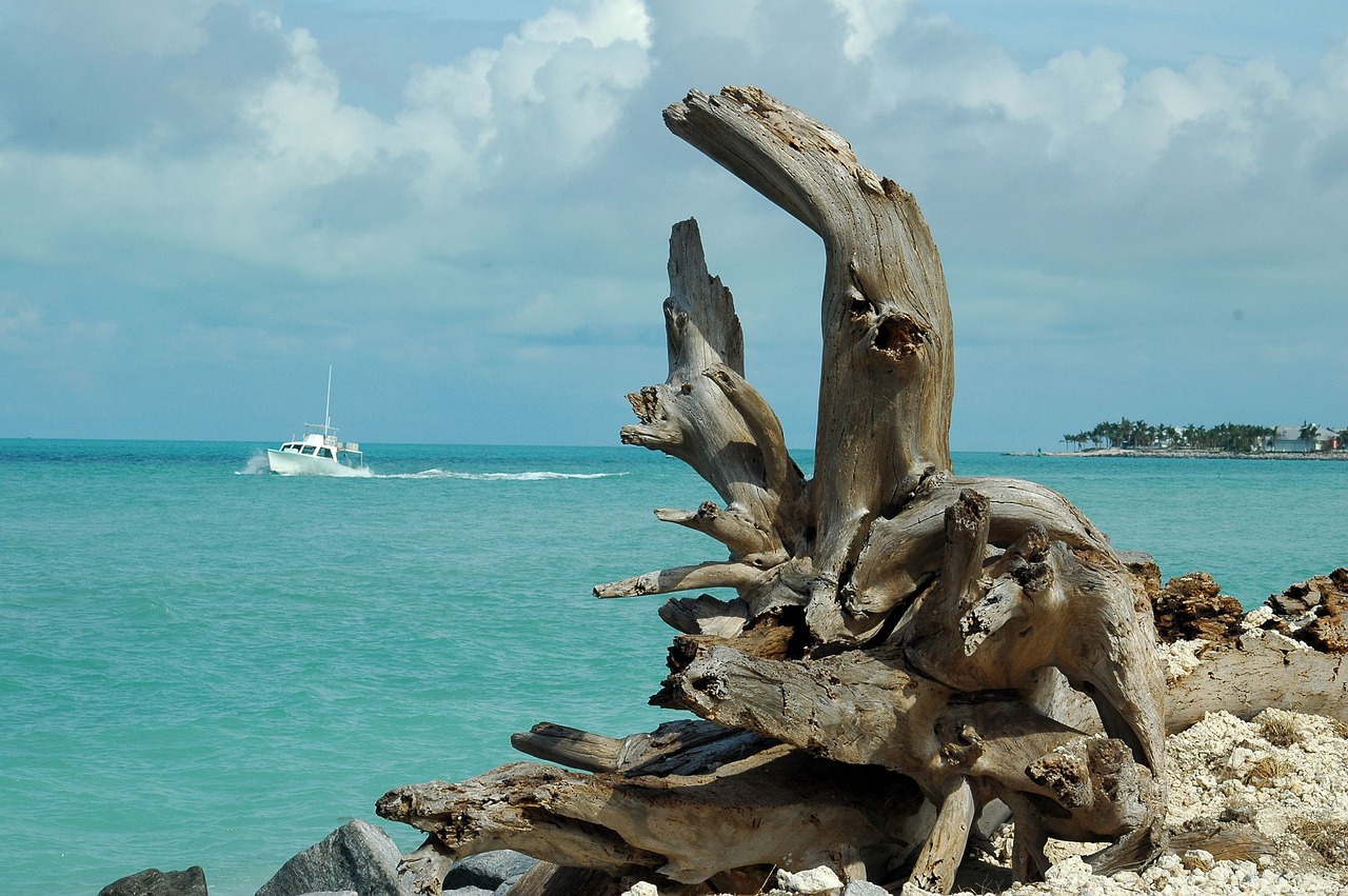 driftwood landscape seascape free photo