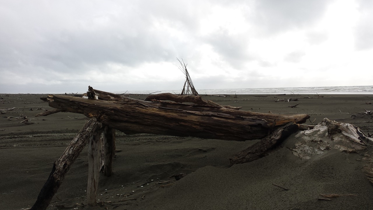 driftwood wild construction nature free photo