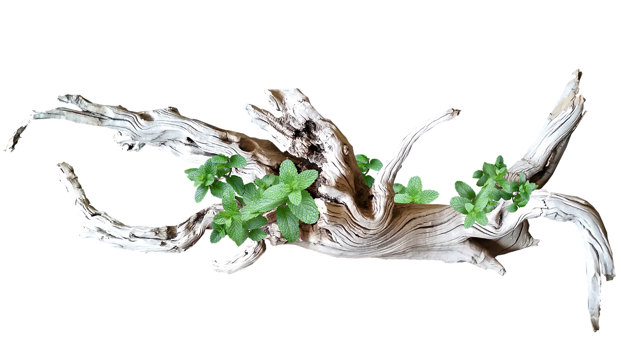 driftwood with leaves free photo