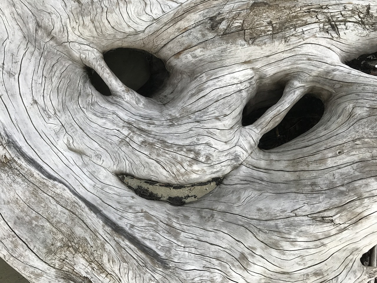 driftwood nature texture free photo