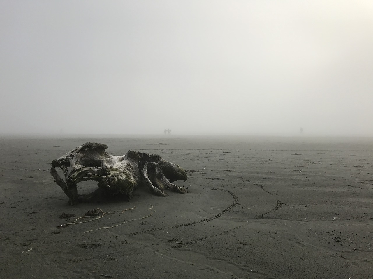 driftwood foggy sand free photo