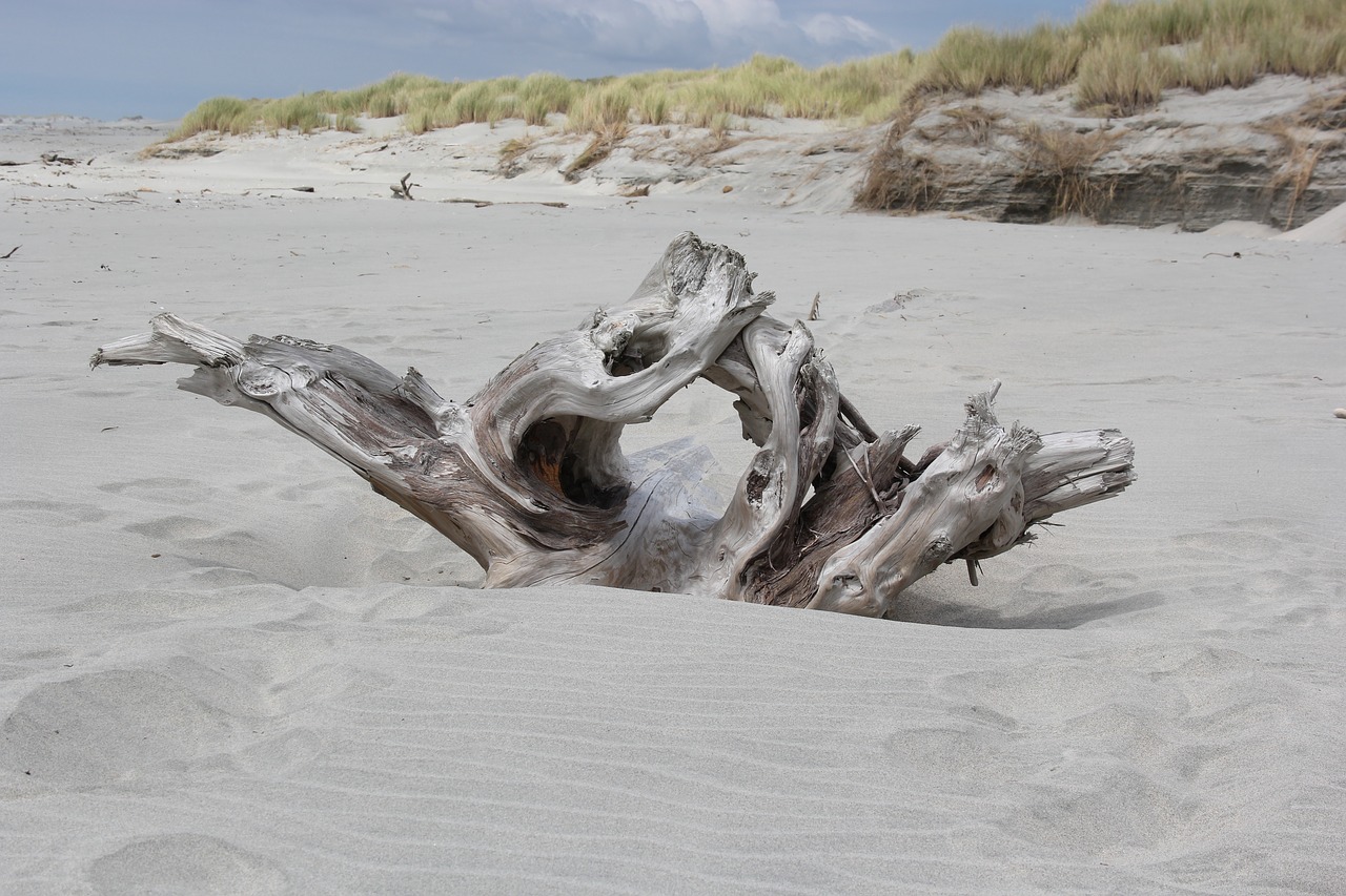 driftwood  beach  sand free photo