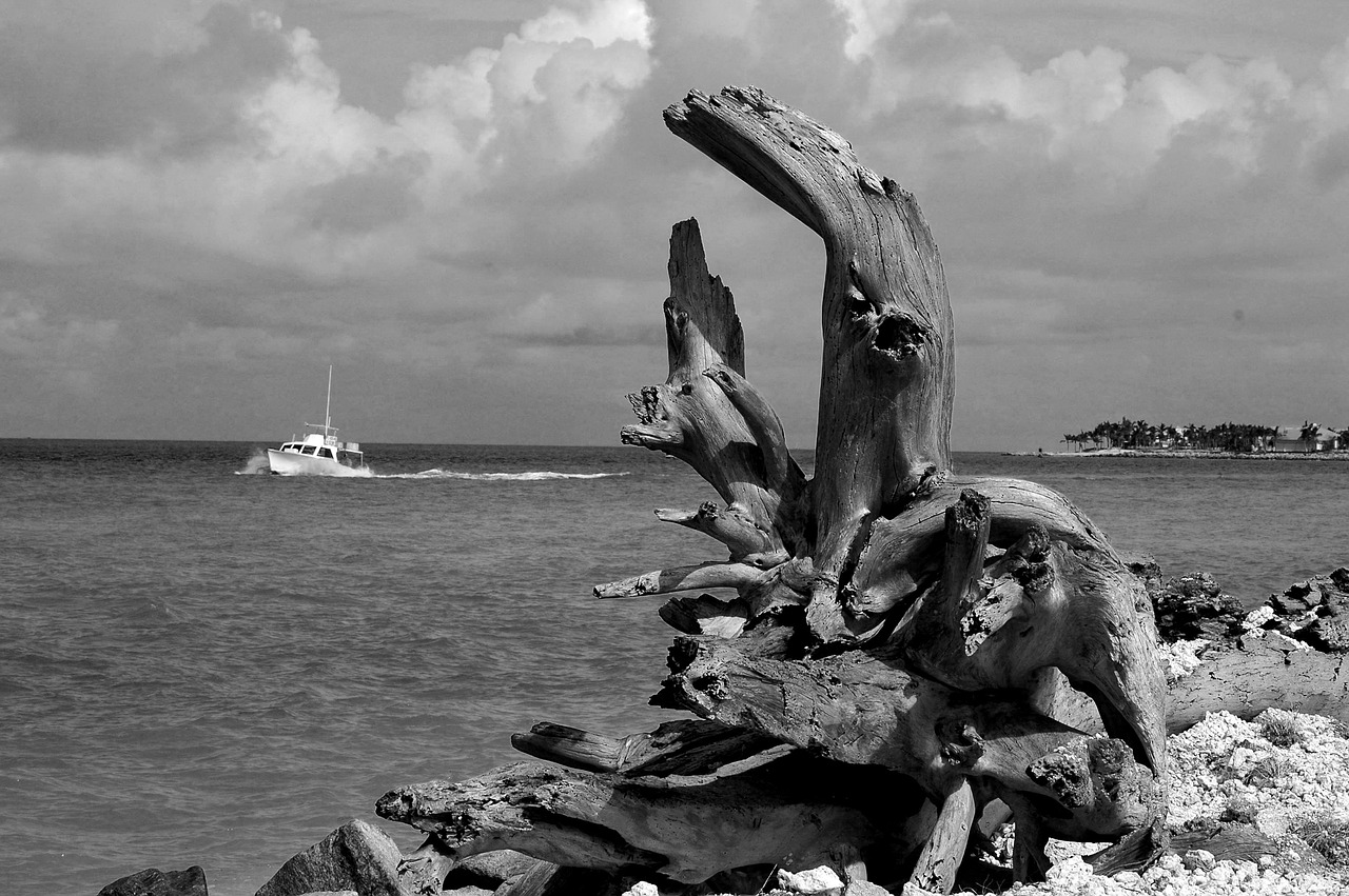 driftwood  landscape  wood free photo