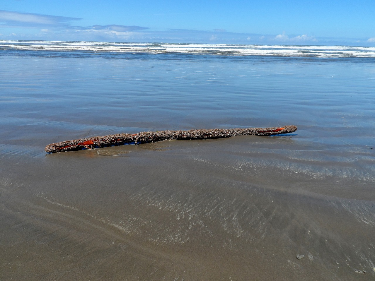 driftwood ocean water free photo