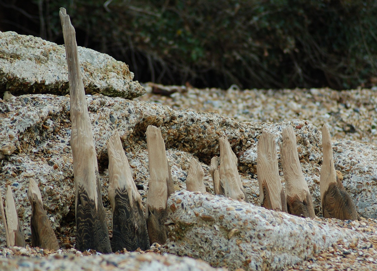 driftwood beach shore free photo