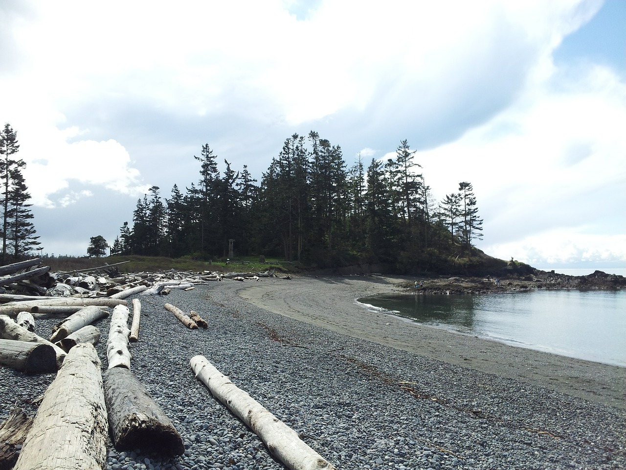 driftwood trees water free photo