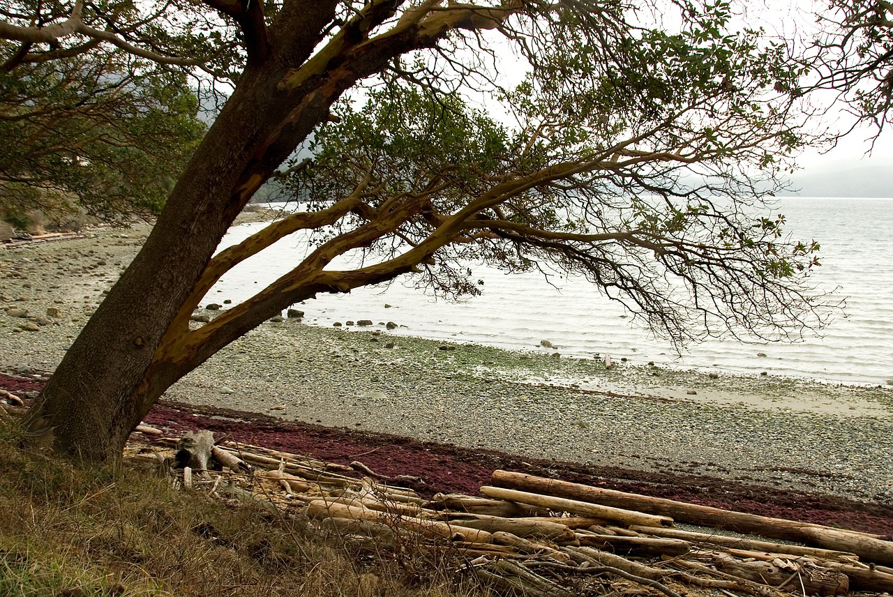 driftwood shore tree free photo