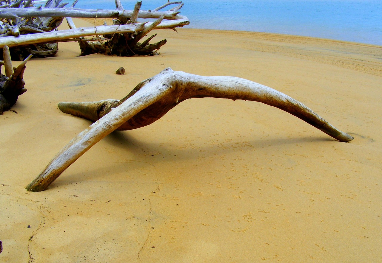 driftwood ocean beach free photo