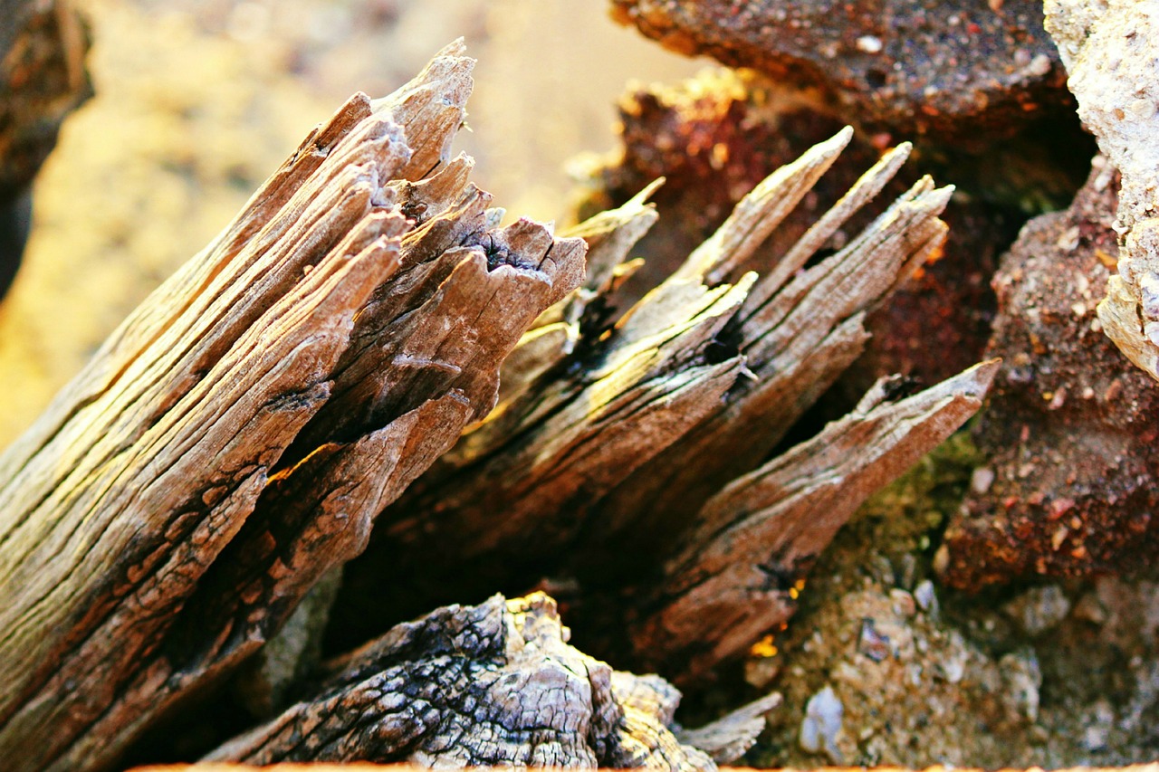 driftwood wood old free photo