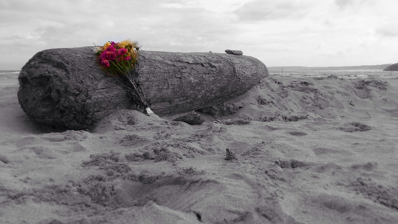 driftwood beach ocean free photo