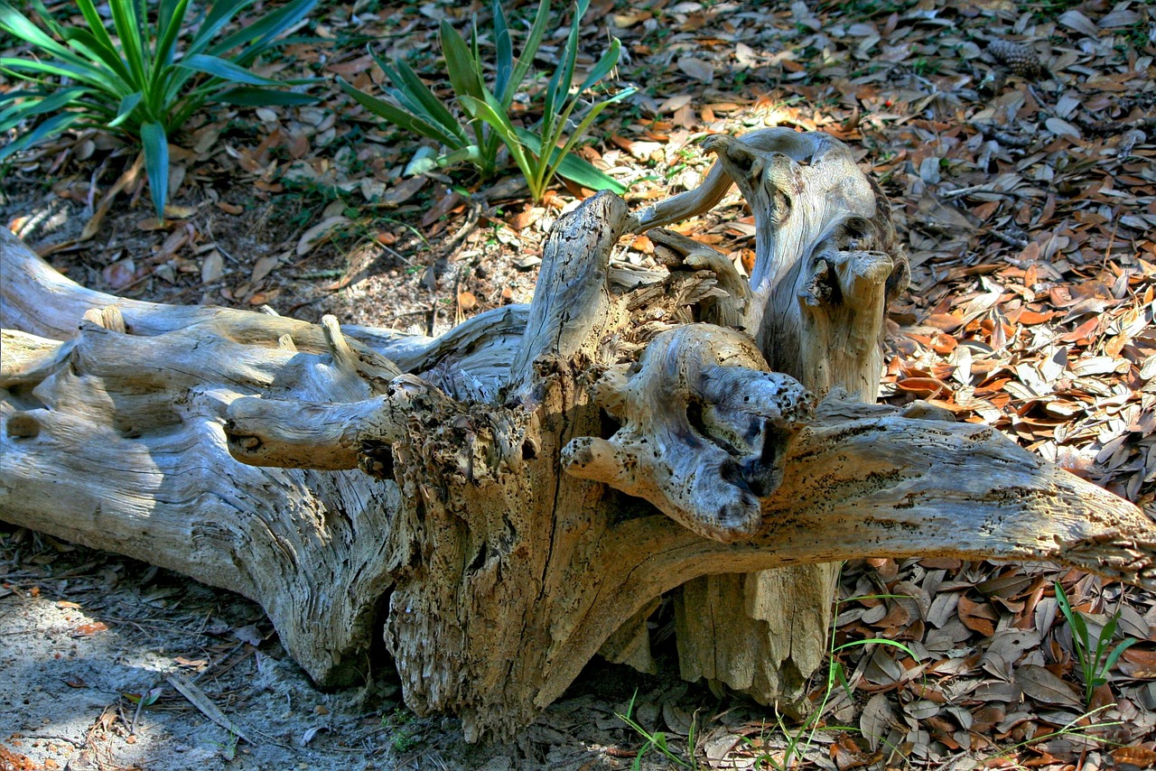 driftwood marine debris beach free photo